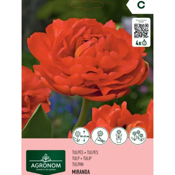 Tulpes Agronom Miranda AG26