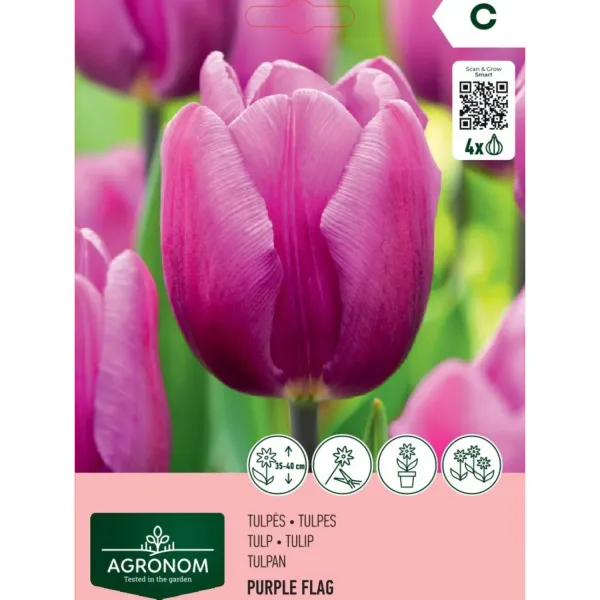 Tulpes Agronom Purple Flag AG26