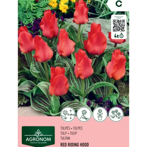 Tulpes Agronom Red Riding Hood AG26