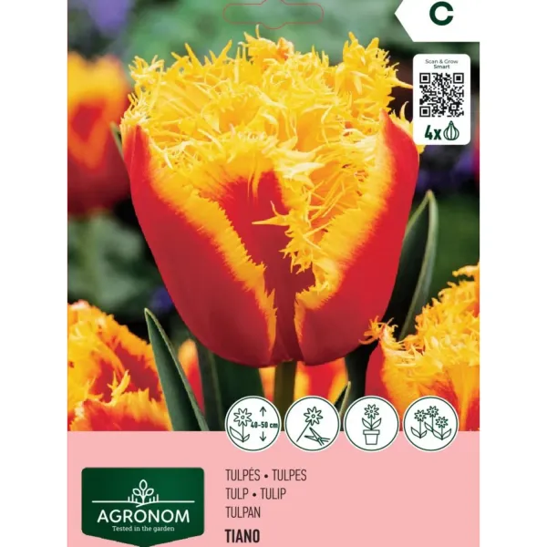 Tulpes Agronom Tiano AG26
