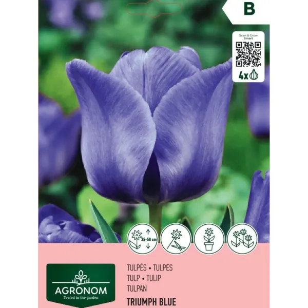 Tulpes Agronom Triumfa Blue AG26