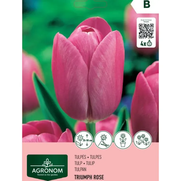 Tulpes Agronom Triumfa Rose AG26