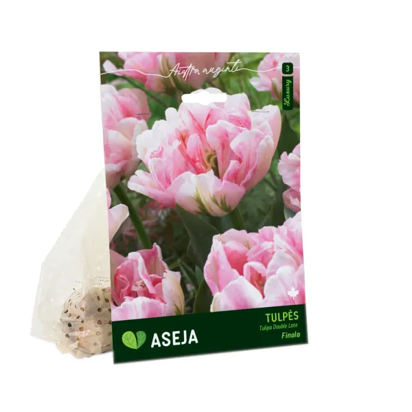 Vēlo pildīto tulpju sīpoli Aseja Finola AW26