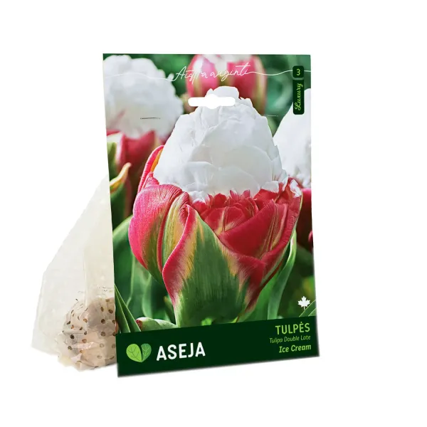 Vēlo pildīto tulpju sīpoli Aseja Ice Cream AW26