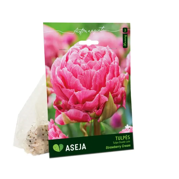 Vēlo pildīto tulpju sīpoli Aseja Strawberry Cream AW26
