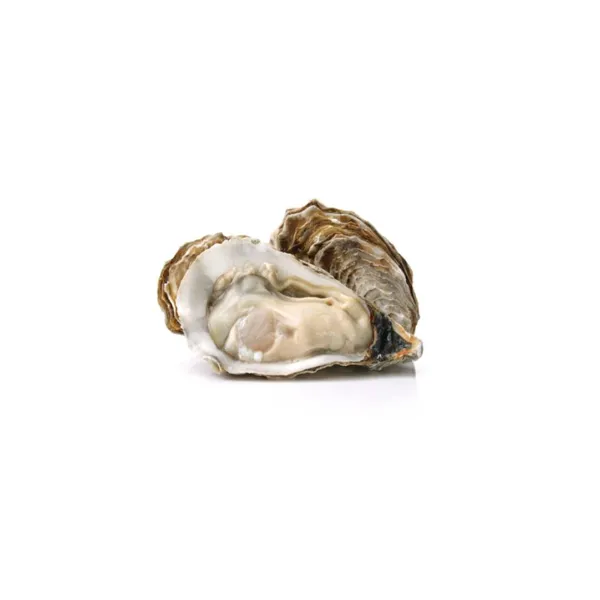 Austeres Poesie Nr.2  (Crassostrea gigas) Mauger  12 gab